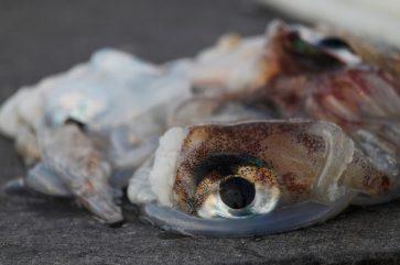 15860280228_c5e2f9e6f9_k